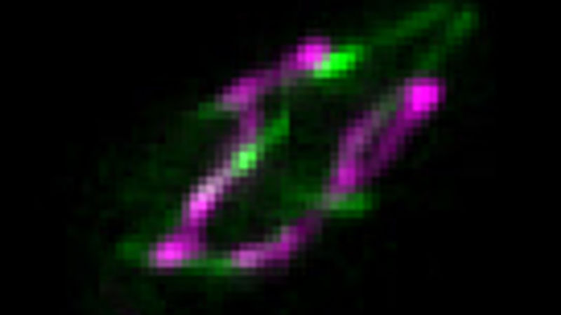 Microtubules (green) and mitochondria (magenta) in a fission yeast cell